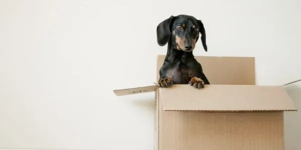 Movers in Winchester VA