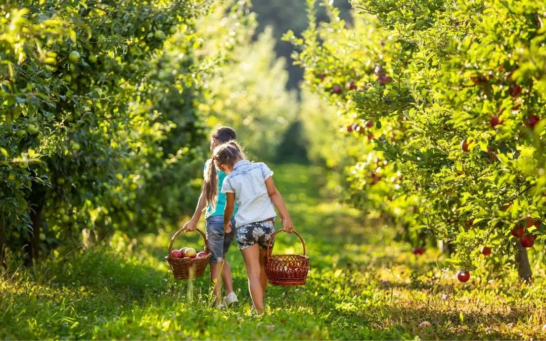 Fall in Apple Country: Orchard Adventures Near Winchester, VA