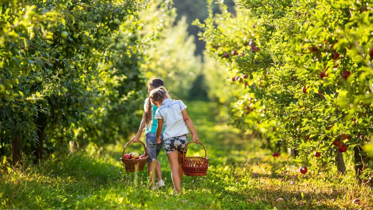 Fall in Apple Country: Orchard Adventures Near Winchester, VA