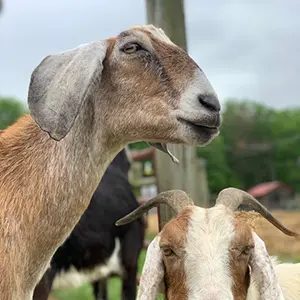 Dancing with Goats